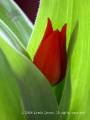 Tulip Bud Enclosed by Leaves